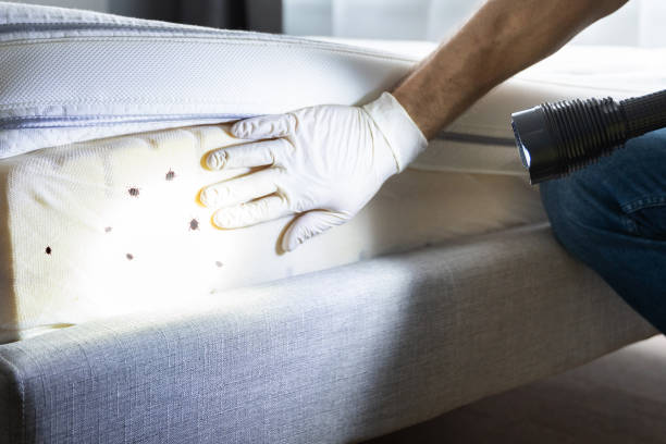 Best Mosquito Control Services  in Bangor Base, WA